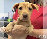 Small #1 Retriever  Mix