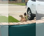 Small #2 American Pit Bull Terrier Mix