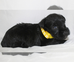 Small #1 Schnauzer (Miniature)