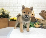 Small Photo #4 Shiba Inu Puppy For Sale in SACRAMENTO, CA, USA