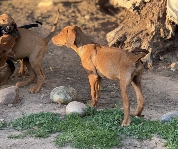 Medium Photo #7 Labrador Retriever-Rhodesian Ridgeback Mix Puppy For Sale in FRESNO, CA, USA