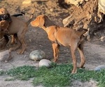 Small #6 Labrador Retriever-Rhodesian Ridgeback Mix