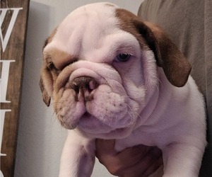English Bulldog Puppy for sale in POPLAR, CA, USA