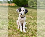 Small #1 Colonial Cocker Spaniel Mix