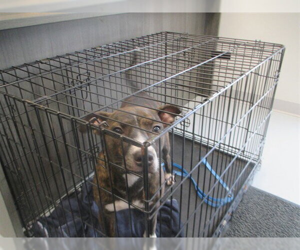 Medium Photo #1 American Pit Bull Terrier Puppy For Sale in Ocala, FL, USA