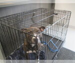 Small American Pit Bull Terrier