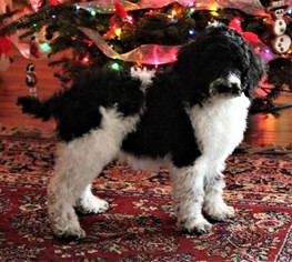 Poodle (Standard) Puppy for sale in PLACERVILLE, CA, USA