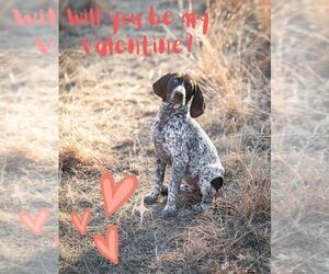 German Shorthaired Pointer Puppy for sale in COLORADO SPRINGS, CO, USA