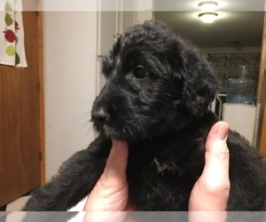 irish wolfhound standard poodle mix