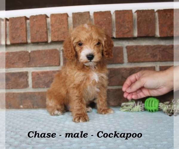 Medium Photo #3 Cockapoo (Miniature) Puppy For Sale in CLARKRANGE, TN, USA