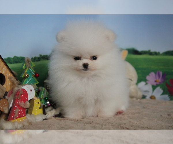 Medium Photo #11 Pomeranian Puppy For Sale in SAN FRANCISCO, CA, USA