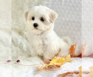 Maltese Puppy for sale in ROCK STREAM, NY, USA