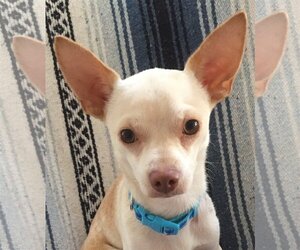 Chihuahua-Unknown Mix Dogs for adoption in Tomball, TX, USA