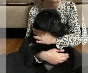 Labradoodle-Labrador Retriever Mix Puppy for sale in DAVENPORT, IA, USA