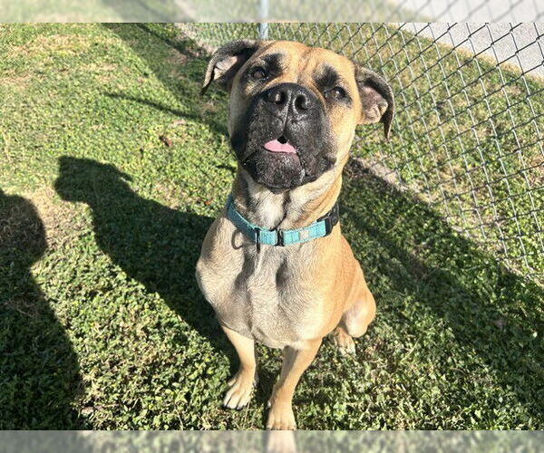 Medium Photo #1 Bullmastiff Puppy For Sale in Ocala, FL, USA