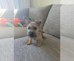 Small #2 Shih Tzu Mix