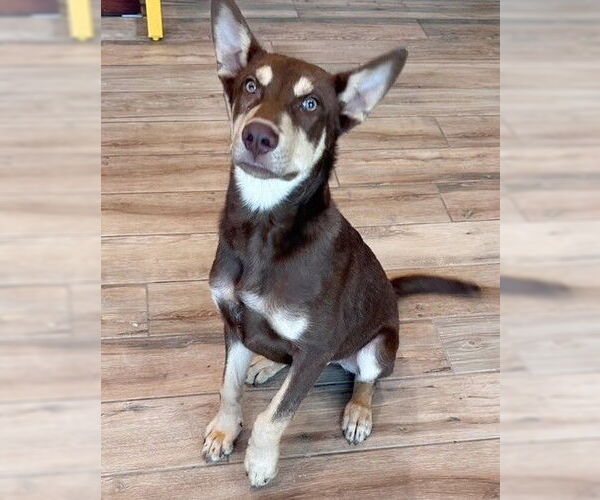 Medium Photo #3 Australian Kelpie-Unknown Mix Puppy For Sale in Genesee, WI, USA