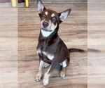 Small #2 Australian Kelpie Mix