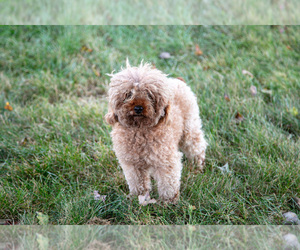 Mother of the Cavapoo puppies born on 06/25/2025
