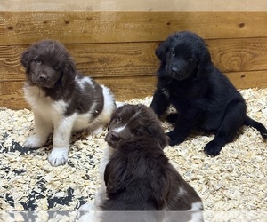 Newfoundland Puppy for Sale in WAUSEON, Ohio USA