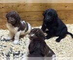 Image preview for Ad Listing. Nickname: Litter of 7