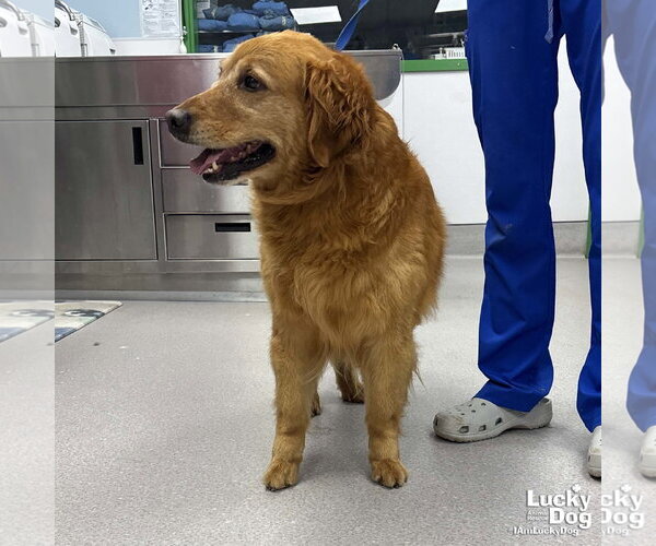 Medium Photo #3 Golden Retriever-Unknown Mix Puppy For Sale in Washington, DC, USA
