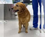 Small #2 Golden Retriever Mix