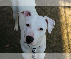 American Pit Bull Terrier-Unknown Mix Dogs for adoption in Plainfield, IL, USA