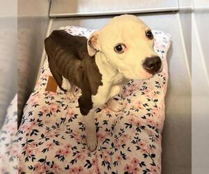 Mutt Dogs for adoption in Modesto, CA, USA