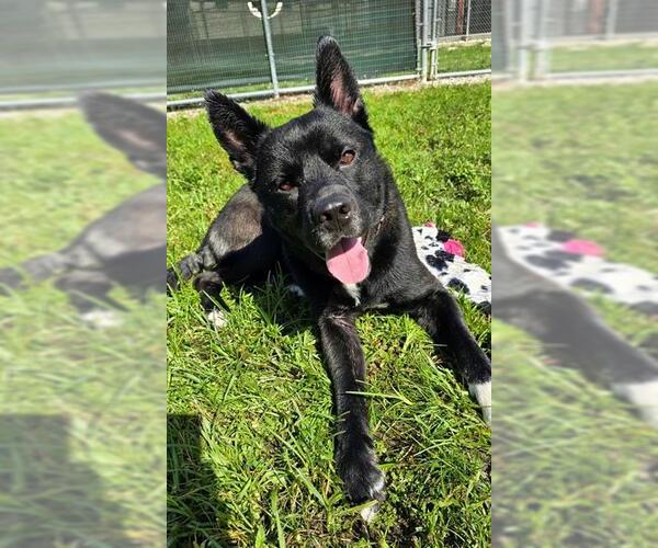 Medium Photo #2 Akita-Unknown Mix Puppy For Sale in Naples, FL, USA