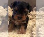Small Photo #5 Yorkshire Terrier Puppy For Sale in SILVER CREEK, GA, USA