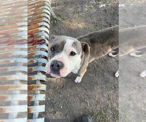 American Pit Bull Terrier Dogs for adoption in Corpus Christi, TX, USA