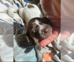 German Shorthaired Pointer Puppy for Sale in VOLCANO, California USA