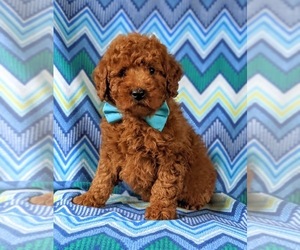 Poodle (Miniature) Puppy for sale in NEW PROVIDENCE, PA, USA