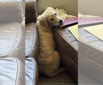Small #1 English Cream Golden Retriever