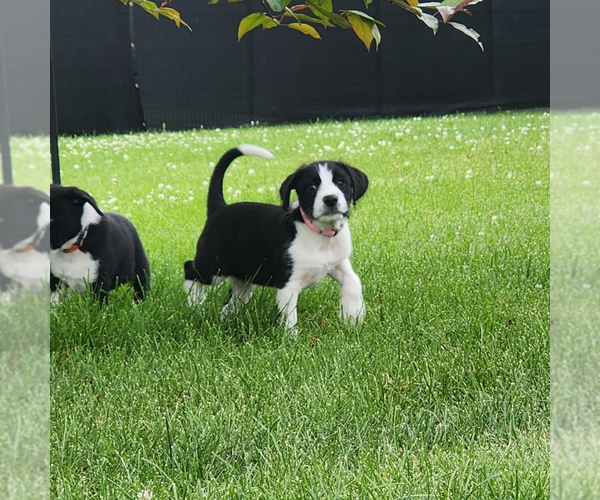Medium Photo #1 Labrador Retriever-Unknown Mix Puppy For Sale in Fargo, ND, USA
