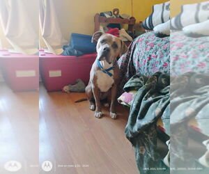American Pit Bull Terrier Dogs for adoption in McDonough, GA, USA