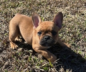 Medium French Bulldog