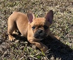 Puppy Puppy 2 Ears French Bulldog