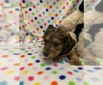 Small Photo #4 Dachshund Puppy For Sale in HEMPSTEAD, TX, USA
