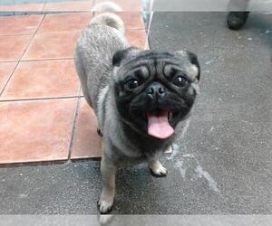 Pug Dogs for adoption in Downey, CA, USA