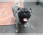 Small Pug