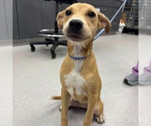Labrador Retriever-Unknown Mix Dogs for adoption in Washington, DC, USA