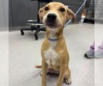 Small Labrador Retriever Mix