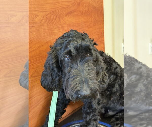 Medium Photo #5 Labrador Retriever-Unknown Mix Puppy For Sale in Valrico, FL, USA