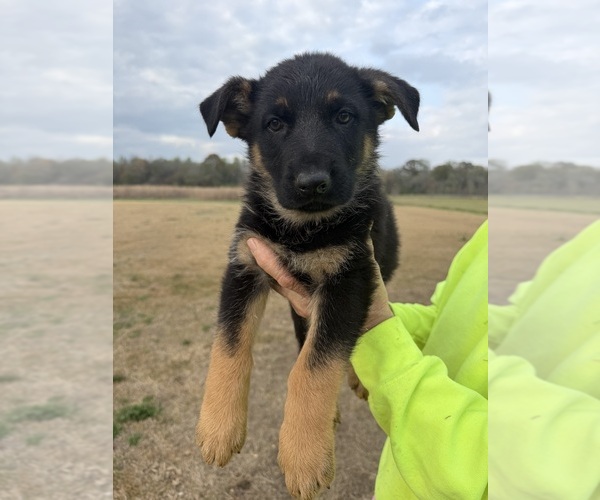 Medium Photo #3 German Shepherd Dog Puppy For Sale in GREENVILLE, NC, USA