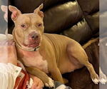 Small #12 American Pit Bull Terrier Mix