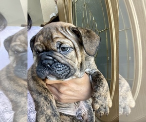 English Bulldog Puppy for sale in SPRING VALLEY, CA, USA