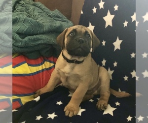 Bullmastiff Puppy for sale in CLIFTON, CO, USA