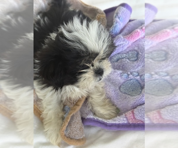 Medium Photo #3 Shih Tzu Puppy For Sale in CANTONMENT, FL, USA